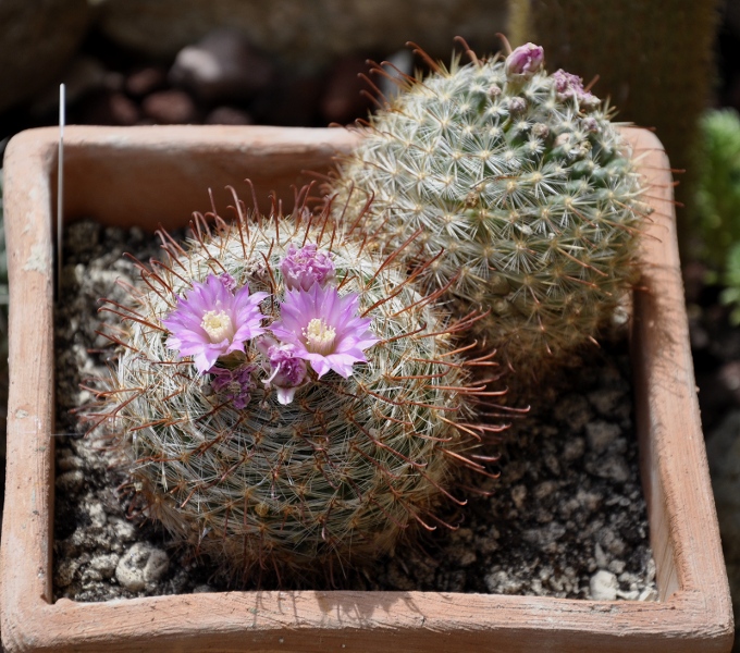 Mammillaria longiflora ROG513