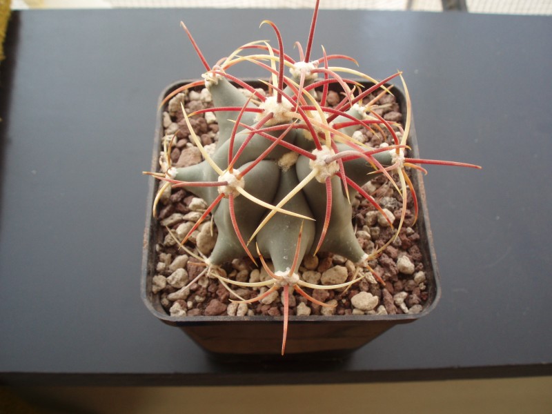 ferocactus emory 