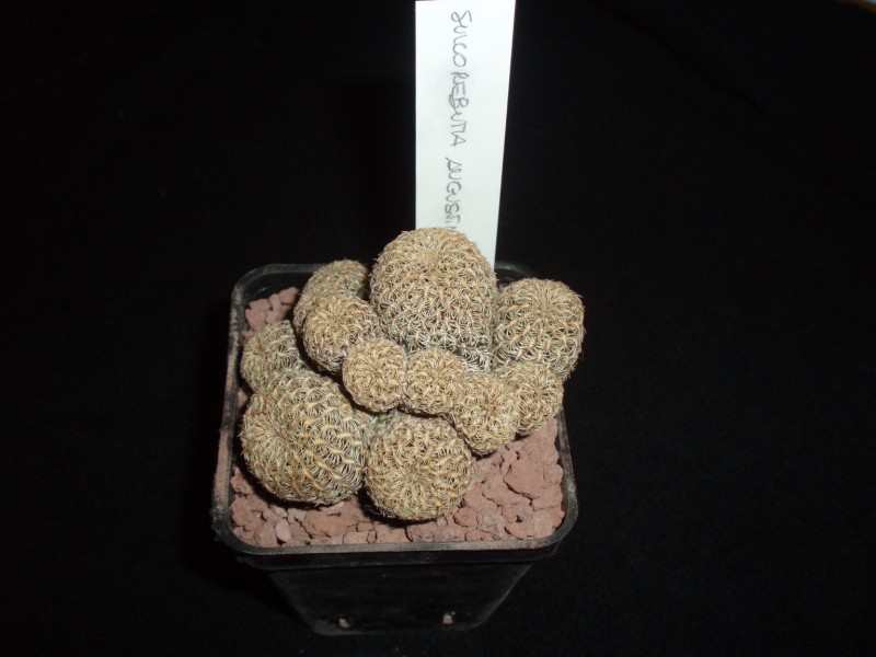 Sulcorebutia augustinii HS 152