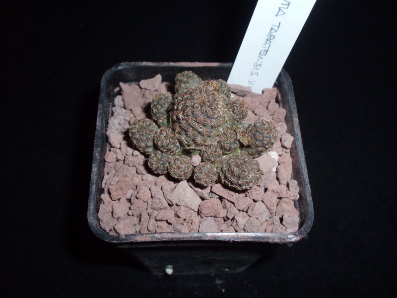 Sulcorebutia taratensis v. minima WR 196