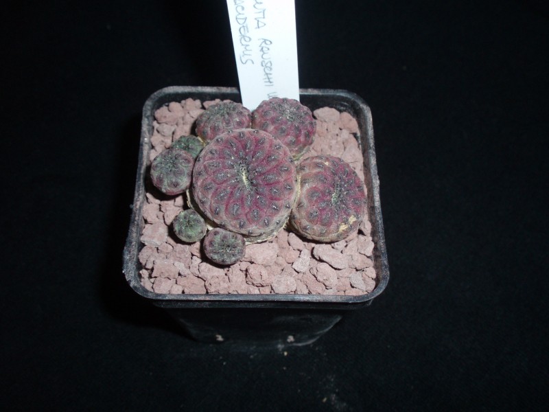 Sulcorebutia rauschii v. violacidermis WR 289