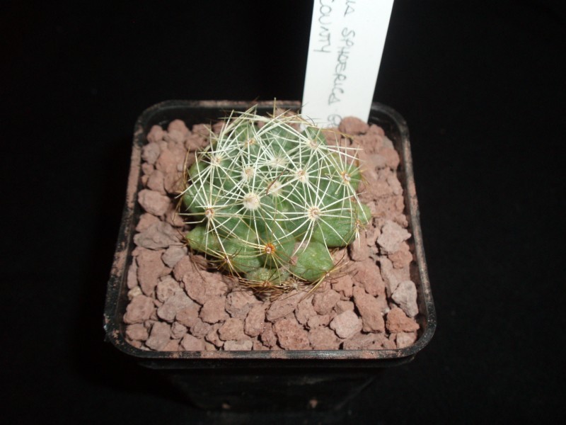 Mammillaria sphaerica 