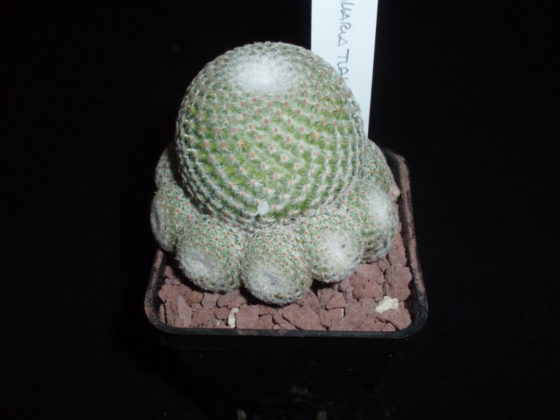 Mammillaria crucigera ssp. tlalocii 