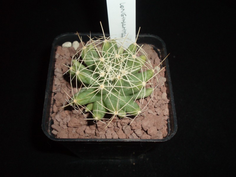 Mammillaria longimamma 