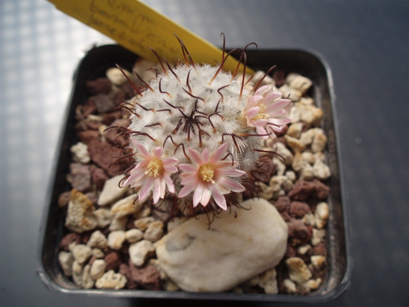 Mammillaria perezdelarosae 