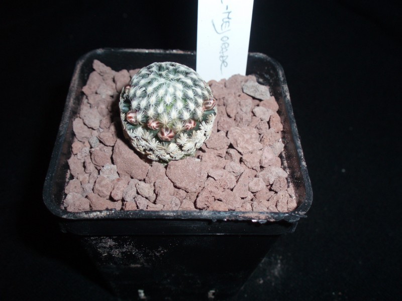 Mammillaria sanchez-mejoradae 