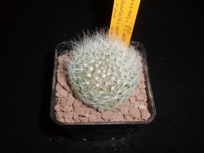 Mammillaria scheinvariana 