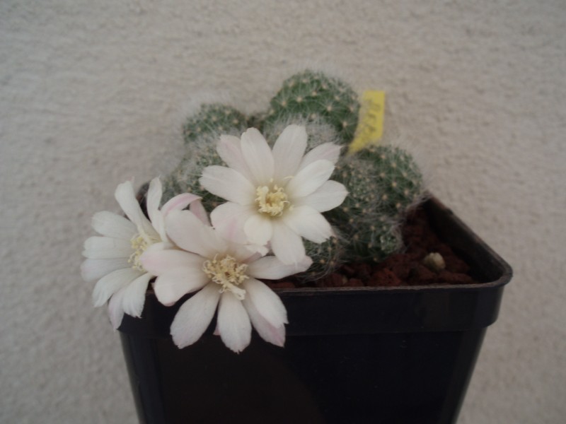 Rebutia albiflora 