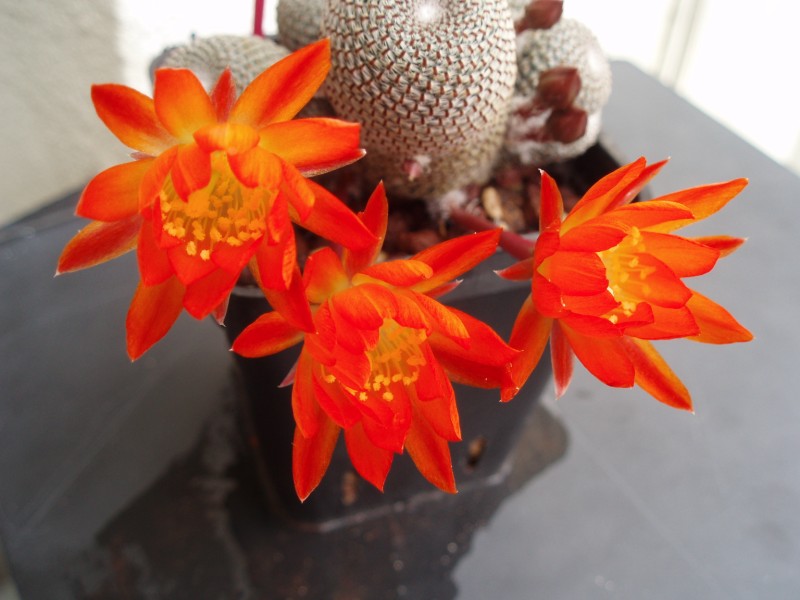 Rebutia heliosa 