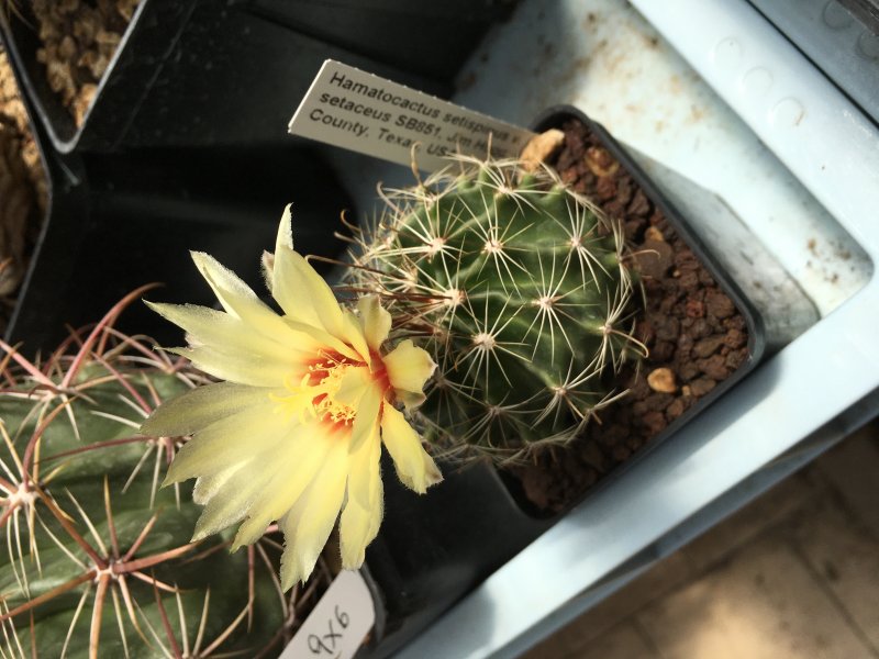 hamatocactus setispinus v. setaceus