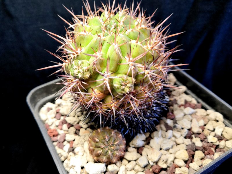 sulcorebutia steinbachii v. horrida