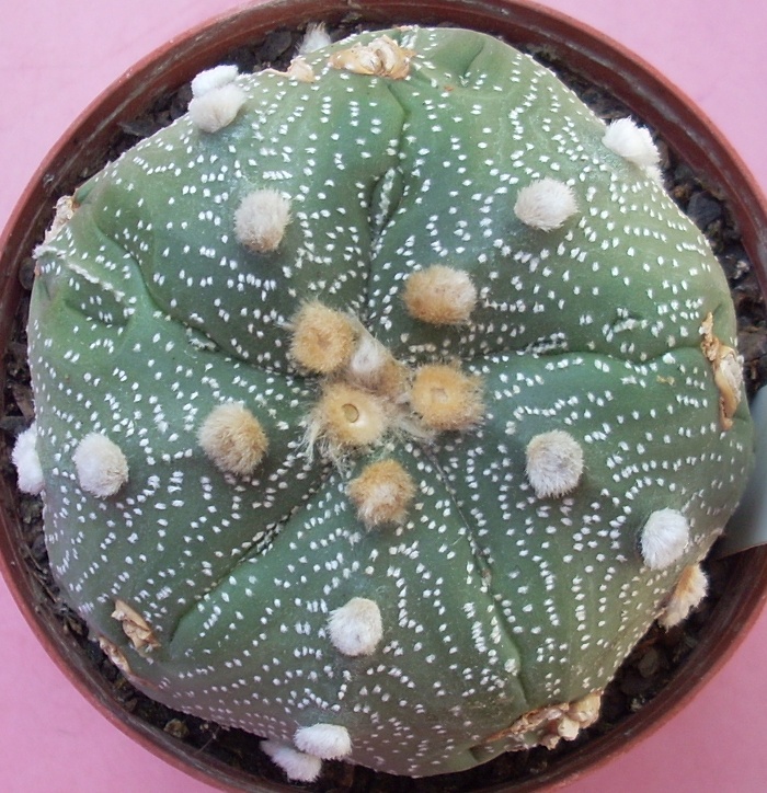 Astrophytum asterias 