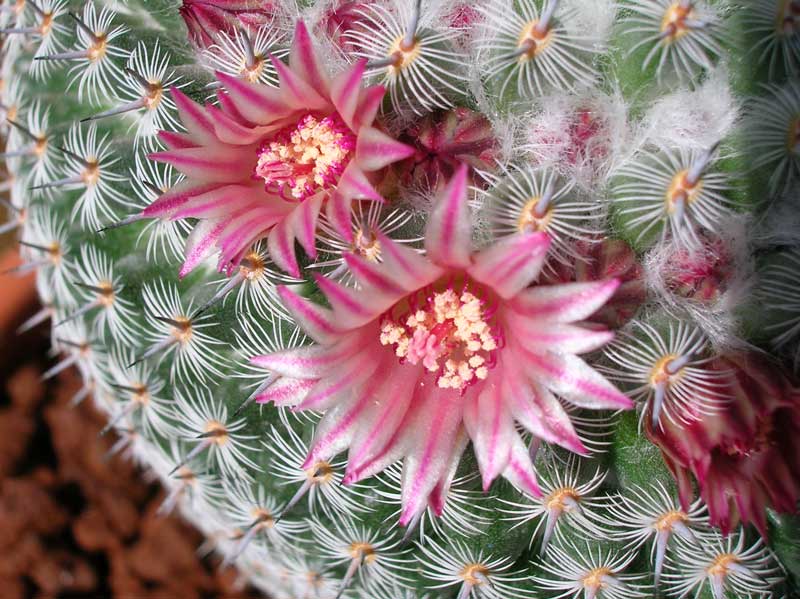 Mammillaria  