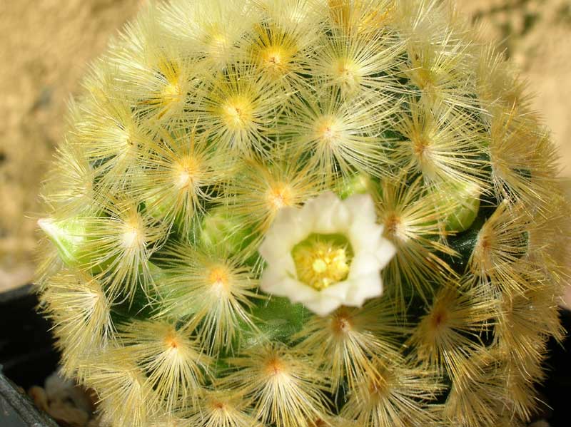 Mammillaria carmenae 