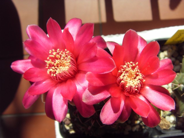 Gymnocalycium baldianum 