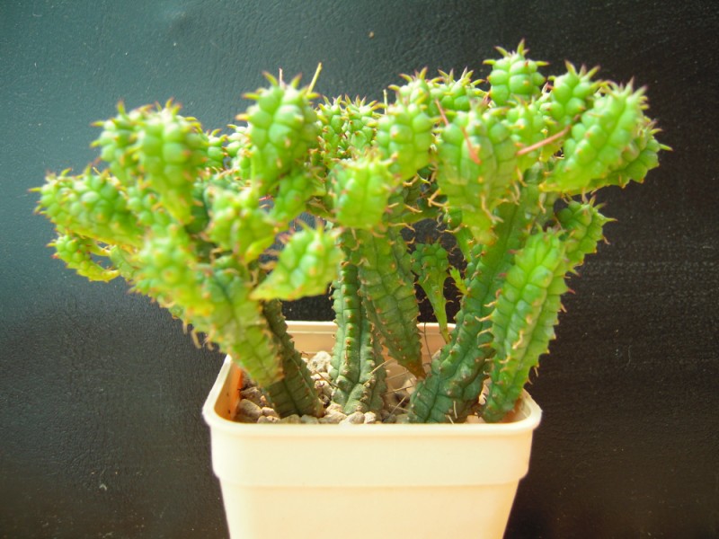 Euphorbia submammillaris f. pfersdorfii 