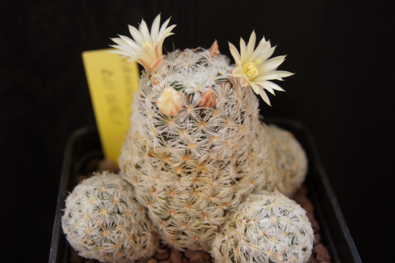 Mammillaria nana ssp. duwei 