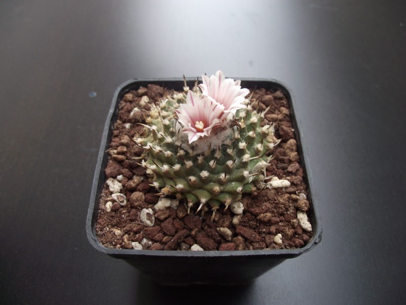 Turbinicarpus panarottoi  x   (pseudopectinatus x ysabelae) 