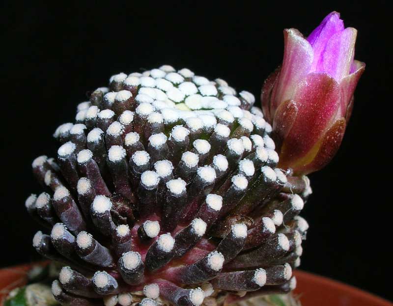 Mammillaria luethyi 