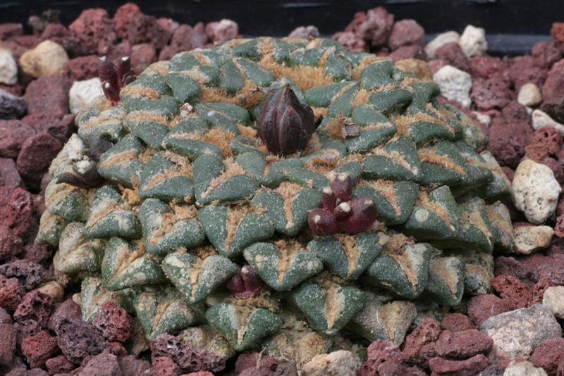 Ariocarpus kotschoubeyanus v. albiflorus 