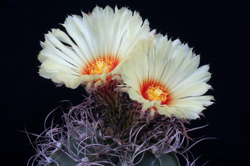 Astrophytum capricorne v. senile 