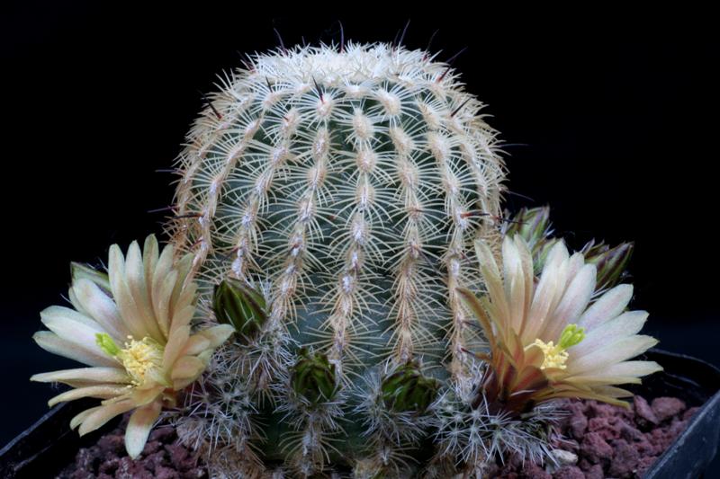 Echinocereus  chloranthus 