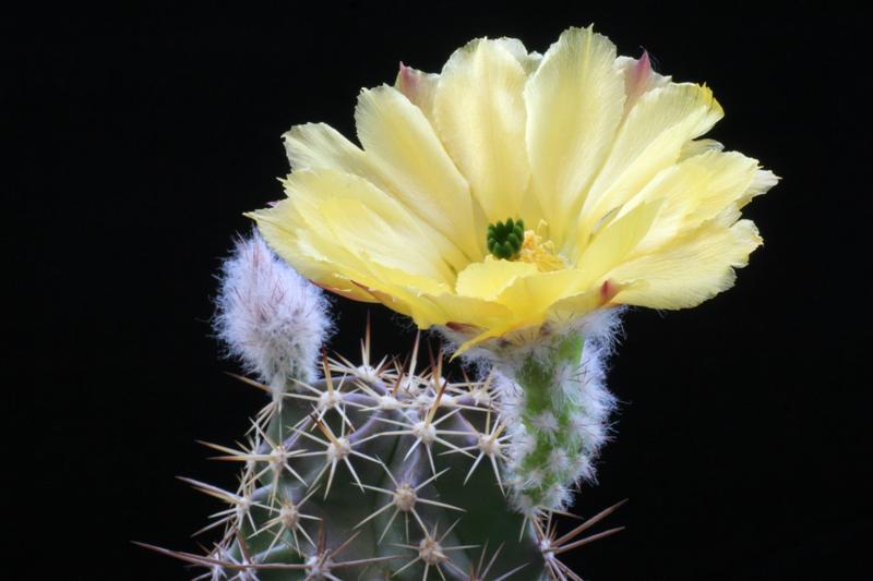 echinocereus  ochoterenae