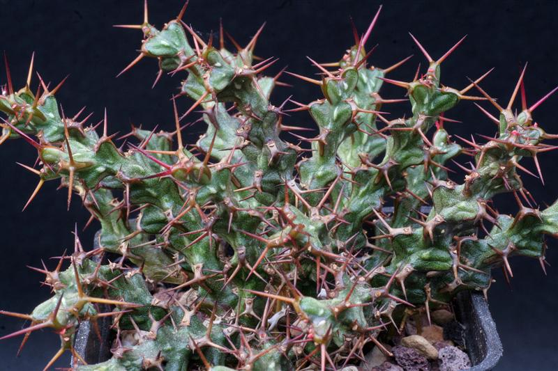 Euphorbia lenewtonii 