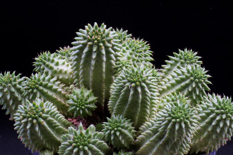 Euphorbia susannae 