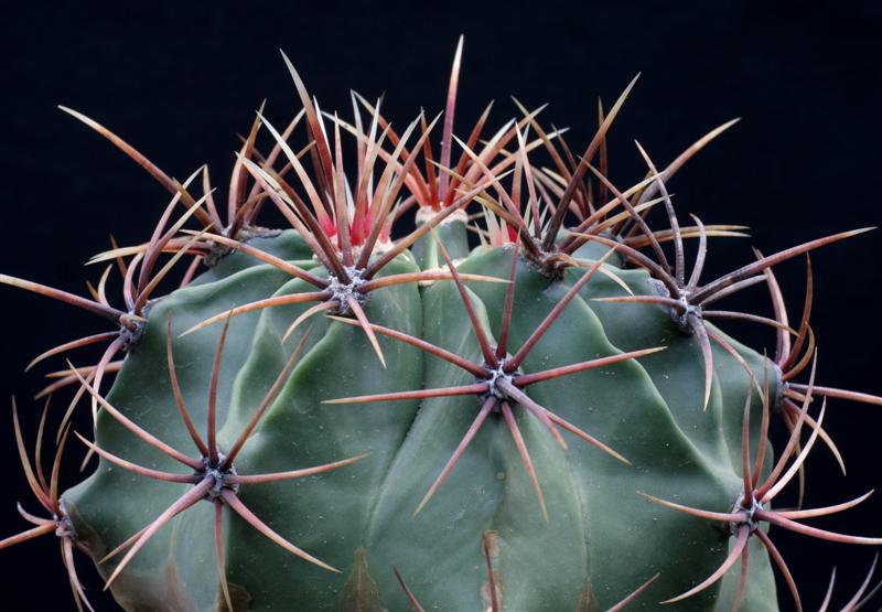 Ferocactus histrix 