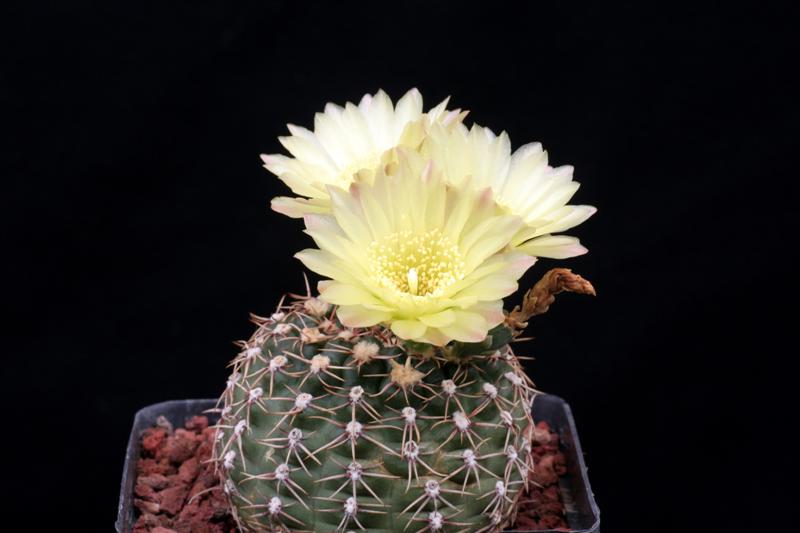 Gymnocalycium leeanum v. netrelianum 