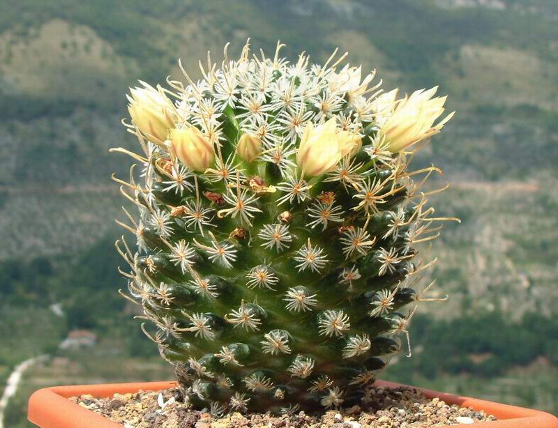 Mammillaria nana ssp. duwei 