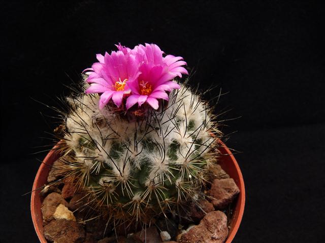 Turbinicarpus viereckii 