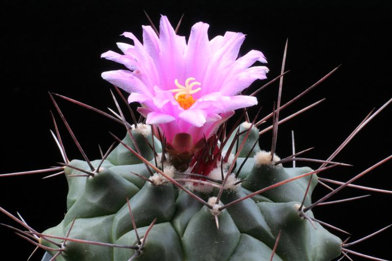 thelocactus rinconensis v. mirandus