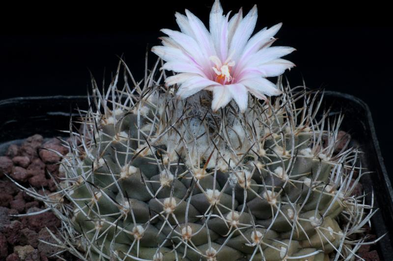 Turbinicarpus laui 