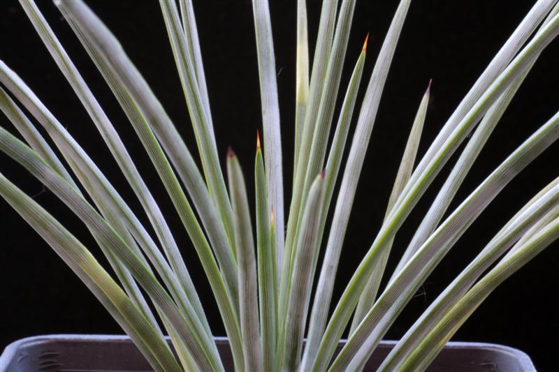 agave striata v. nana