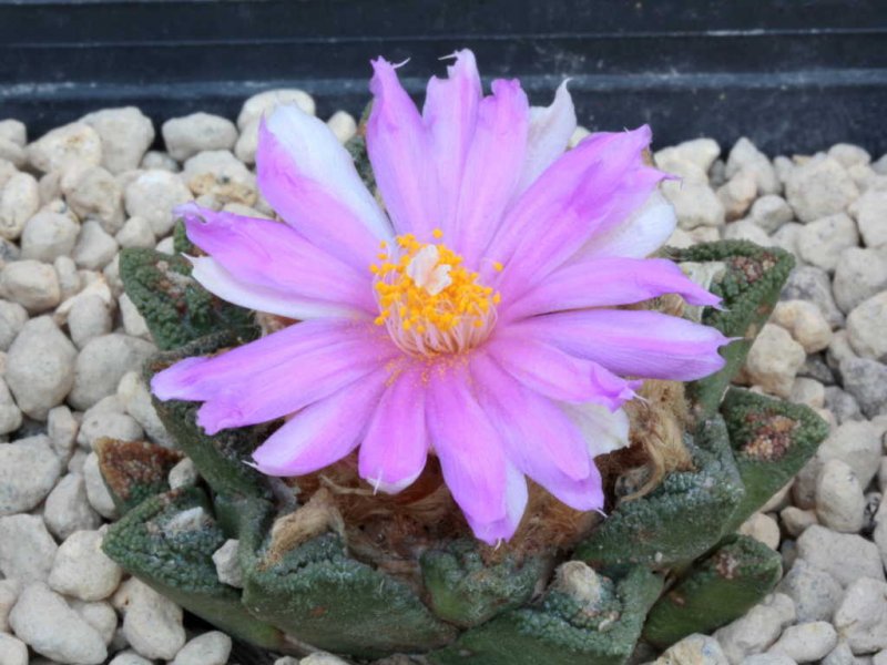 Ariocarpus bravoanus 