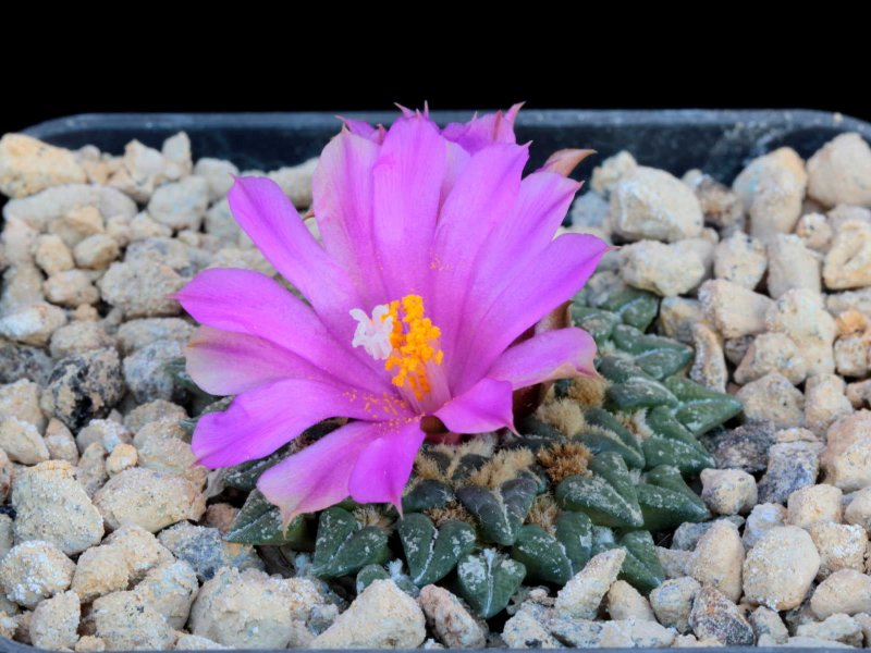 Ariocarpus kotschoubeyanus ssp. sladkovskyi 