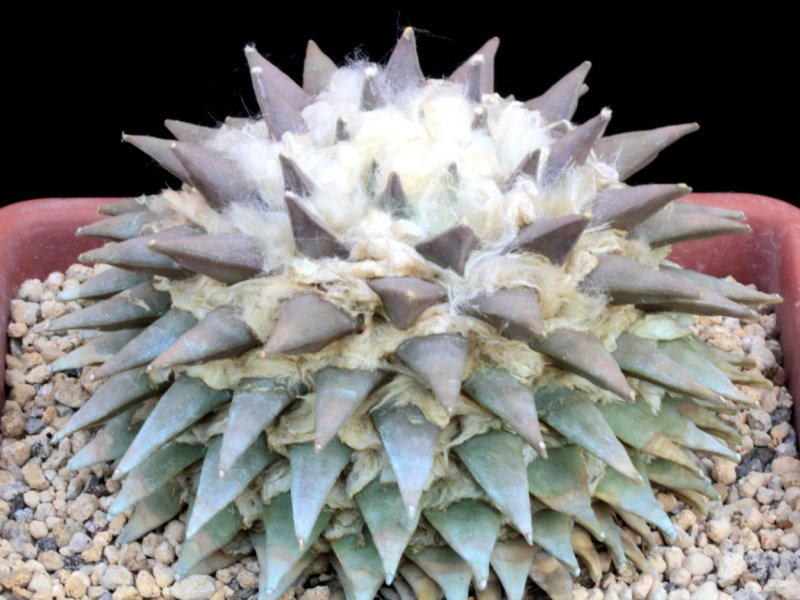 Ariocarpus retusus 