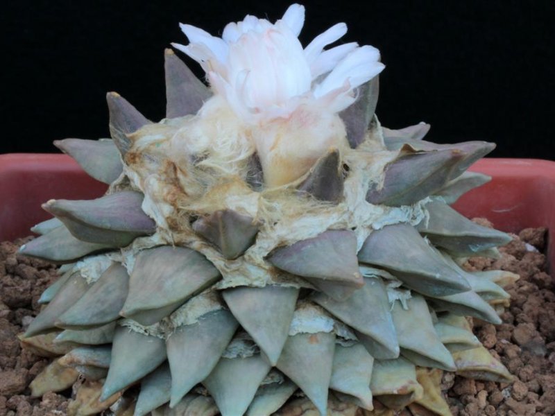 Ariocarpus retusus 