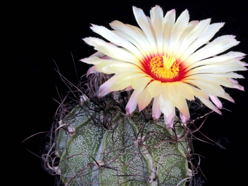 astrophytum capricorne