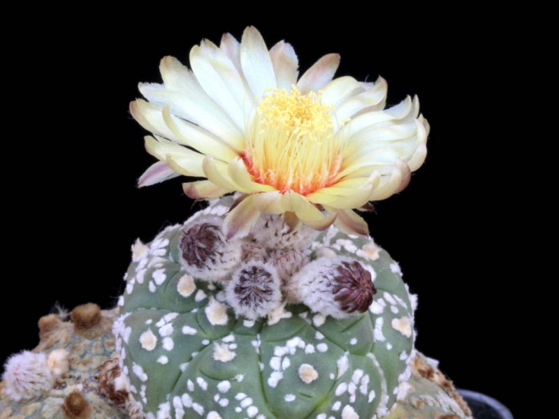 Astrophytum asterias cv. super kabuto 