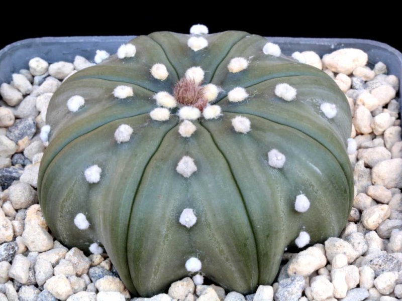 Astrophytum asterias 'super kabuto' star shape type nudum 