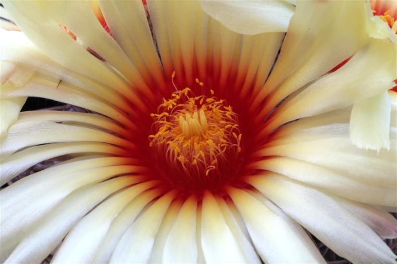 Astrophytum senile 