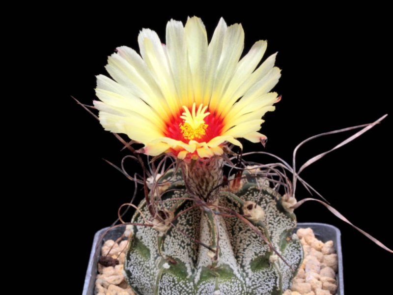 Astrophytum capricorne v. niveum 