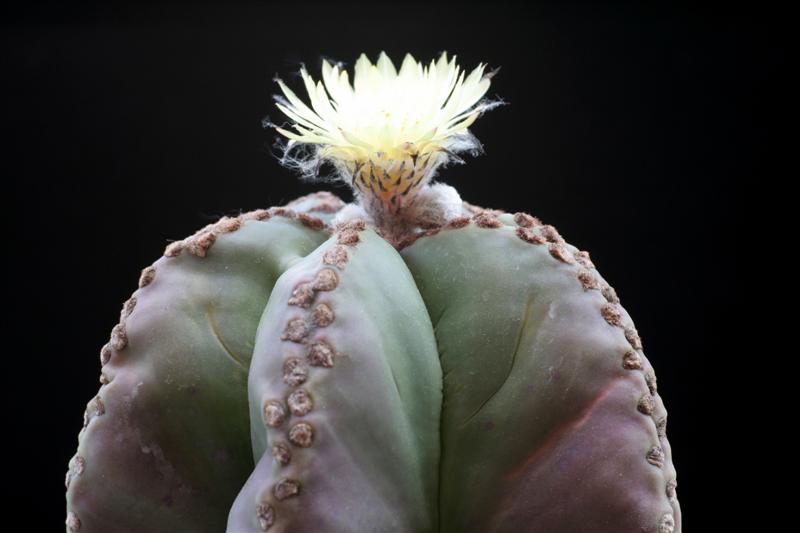 Astrophytum myriostigma v. nudum 