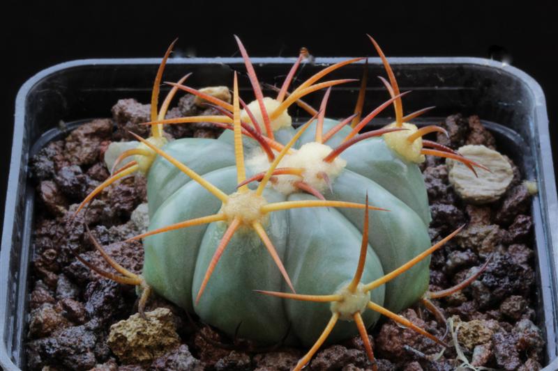 Echinocactus horizonthalonius 