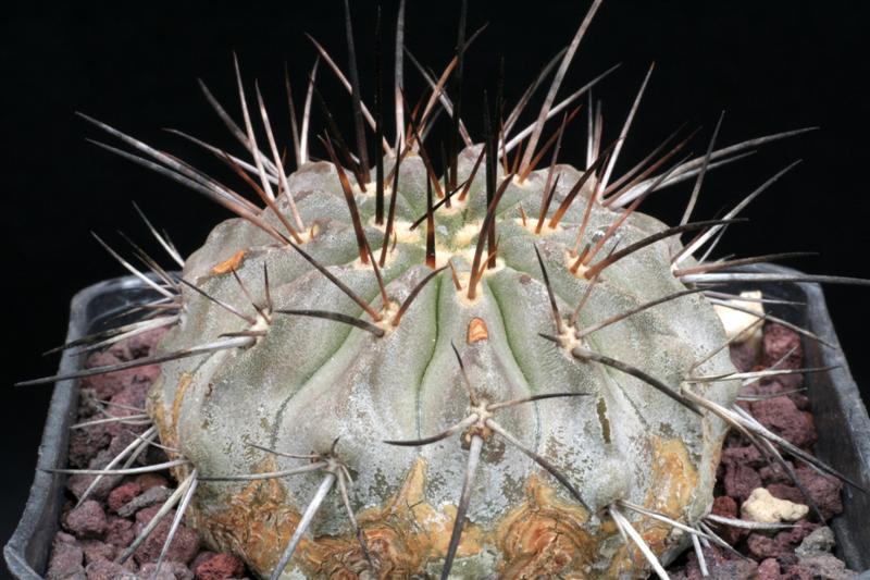 Copiapoa carrizalensis WK 773