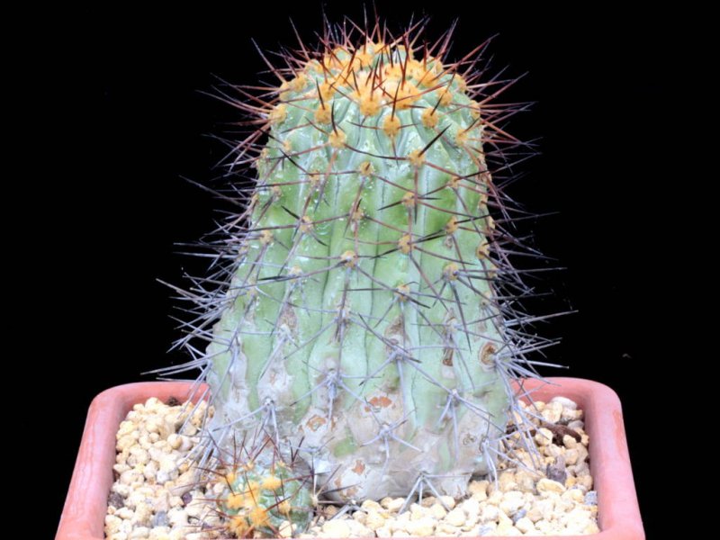 Copiapoa columna alba 