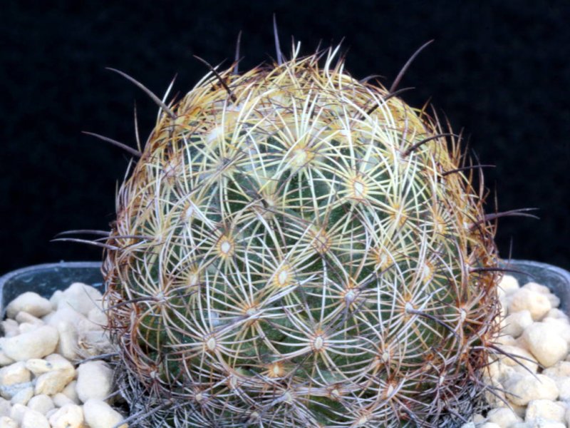 Coryphantha delaetiana SB 339